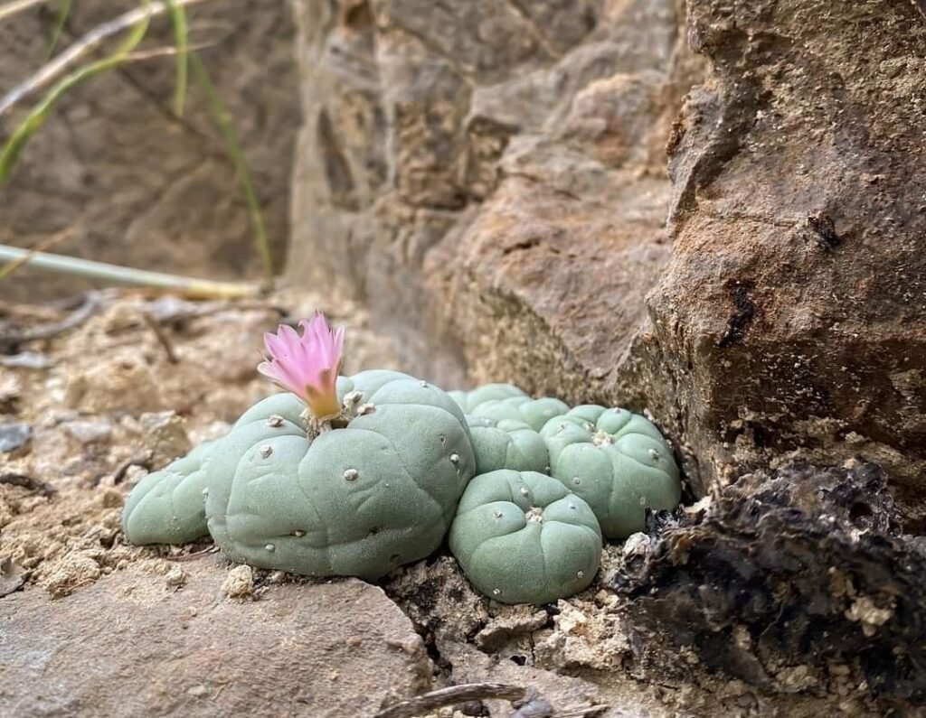 57affcc33cc181c67cb11387a6fac300